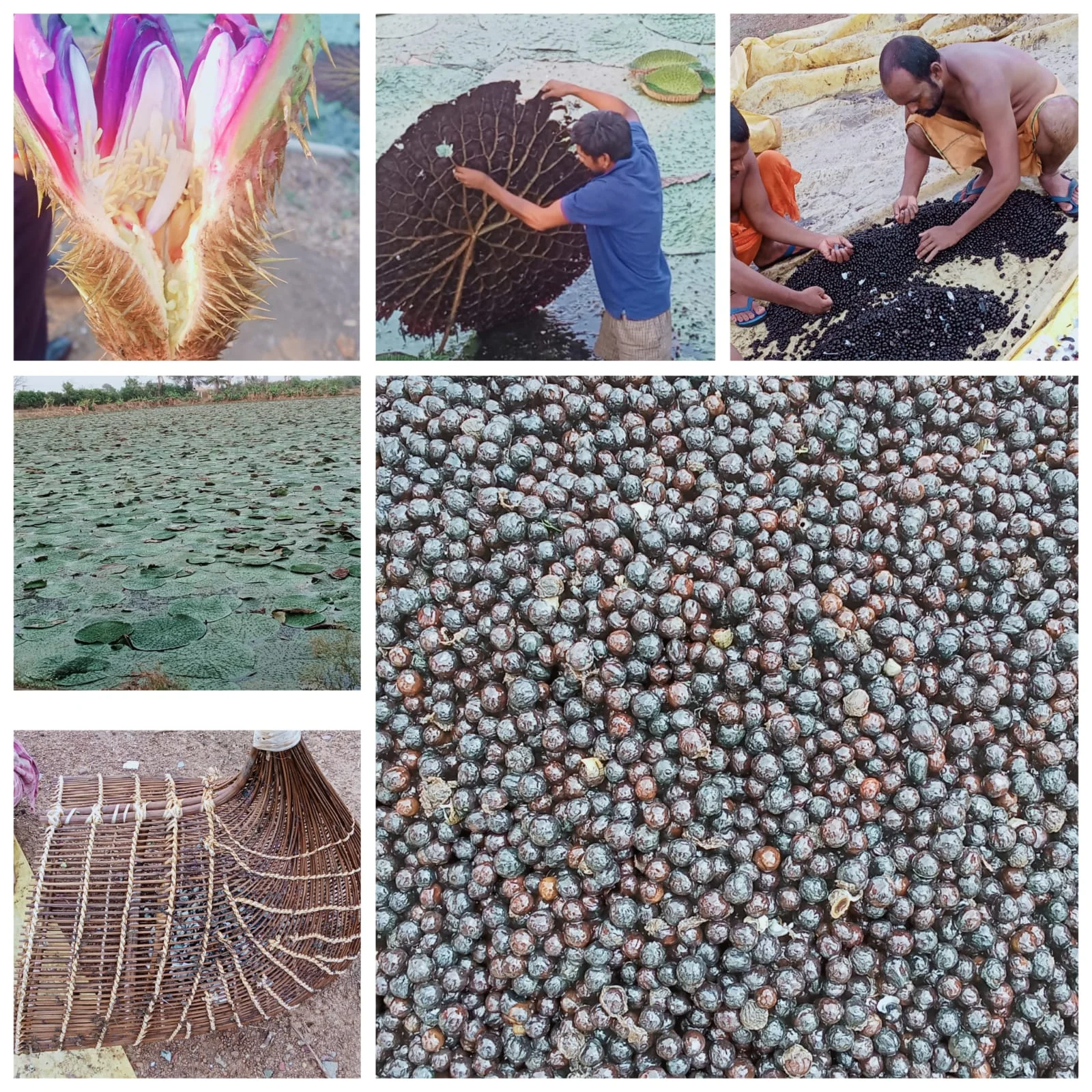 स्पेशल स्टोरी: छत्तीसगढ़ में मखाना उत्पादन को प्रोत्साहन