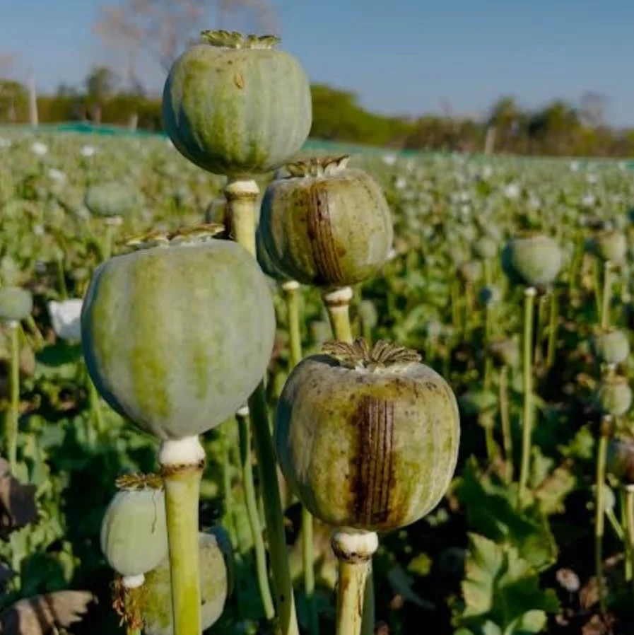 अपने खेत में अफीम सहित क्या फसल उगायेगा इसका निर्णय लेने का अधिकार सरकार को नहीं बल्कि किसानों को होना चाहिए - छत्तीसगढ़ प्रगतिशील किसान संगठन