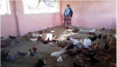 जशपुर बर्ड फ्लू की रोकथाम के लिए रेपिड रिपोंस टीम का गठित