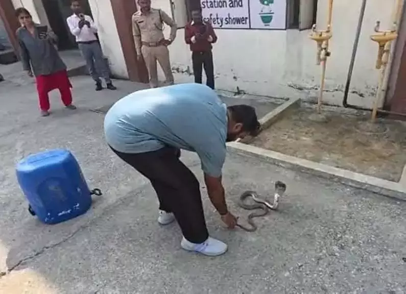 DSPM प्लांट में कोबरा सांप का रेस्क्यू, RCRS टीम ने सुरक्षित किया जंगल में छोड़ DSPM प्लांट में कोबरा सांप का रेस्क्यू, RCRS टीम ने सुरक्षित किया जंगल में छोड़