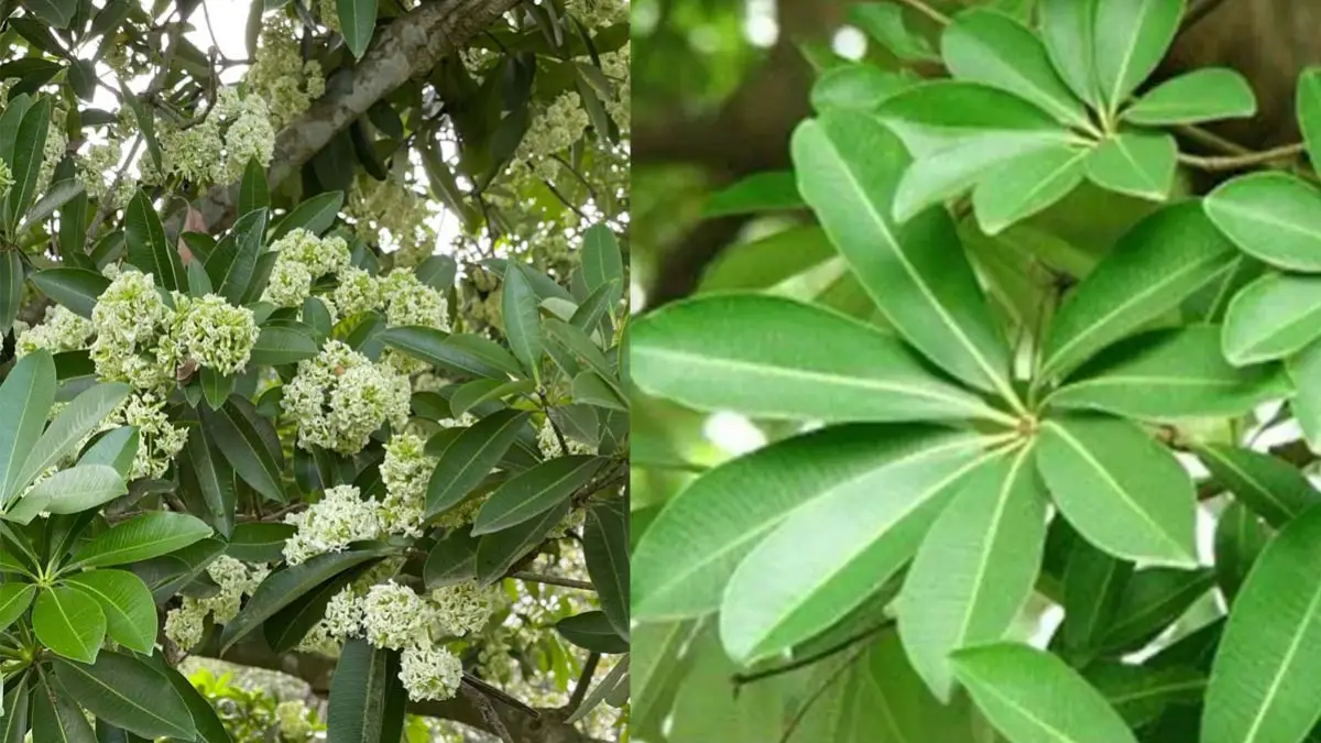 छत्तीसगढ़ में नहीं लगेंगे छातिम के पेड़ : मंत्री ओपी ने की घोषणा, विधायक सोनी ने उठाया इससे अस्थमा फैलने का मामला