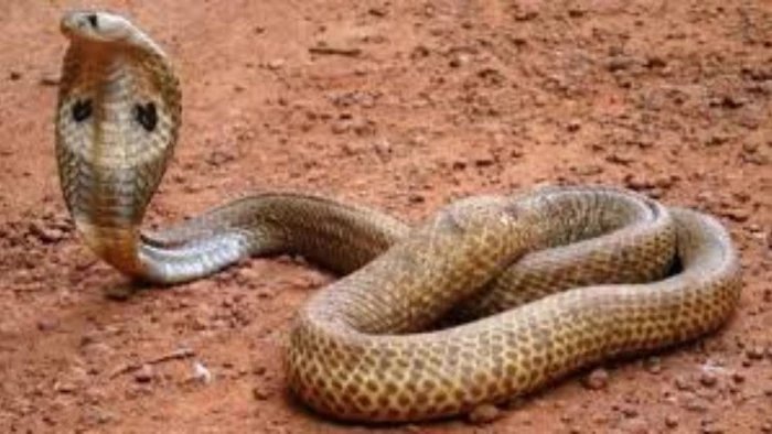 लकड़ियों के ढेर में छिपे सांप ने 3 वर्षीय मासूम को डसा, इलाज से पहले ही मौत