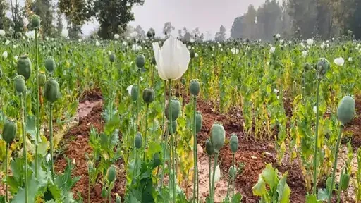 बलरामपुर में 5 एकड़ खेत में मिली अफीम की फसल:झारखंड के लोग कर रहे थे खेती; दुर्ग में आरोपी-विनायक के भाई की दुकान ढही बलरामपुर में 5 एकड़ खेत में मिली अफीम की फसल:झारखंड के लोग कर रहे थे खेती; दुर्ग में आरोपी-विनायक के भाई की दुकान ढही