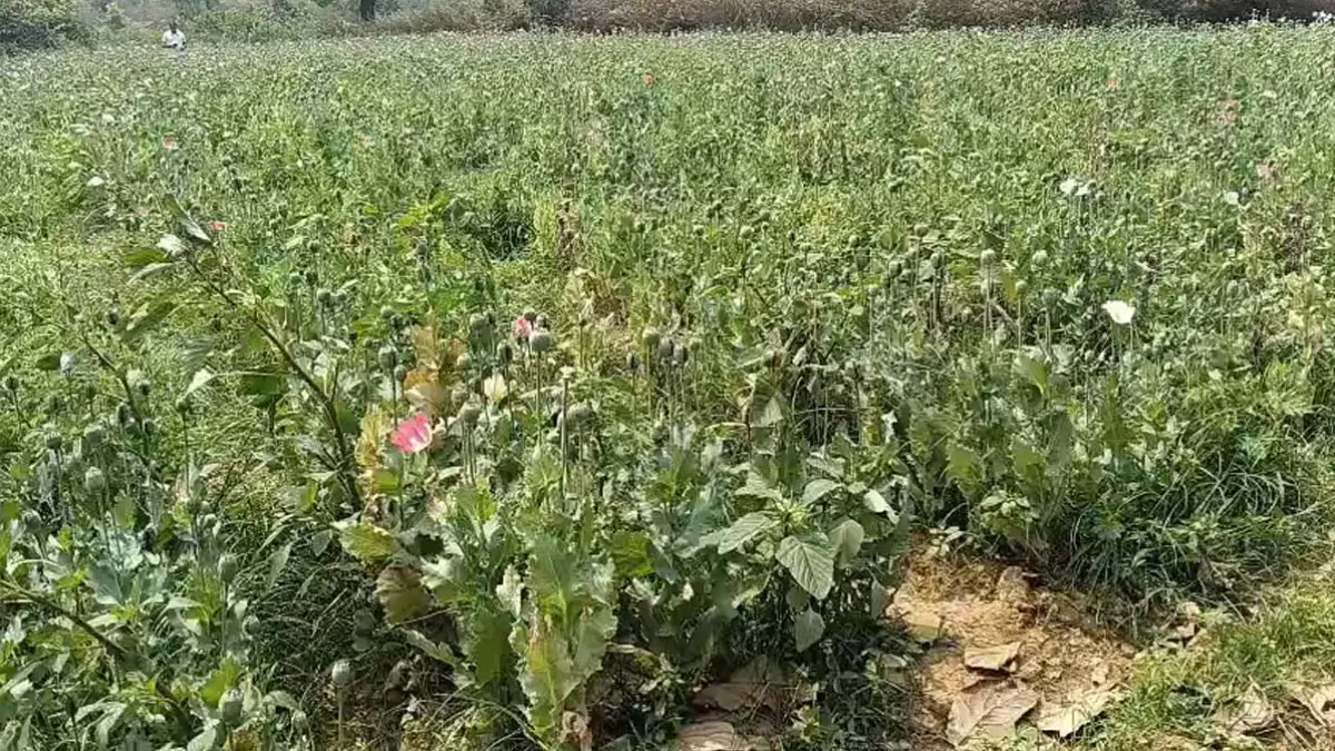 रायगढ़ में फिर पकड़ी गई अफीम की खेती, प्रशासन में मचा हड़कंप