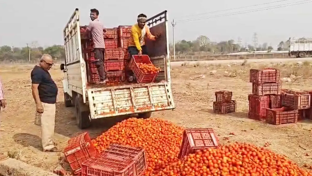 टमाटर के दाम गिरे 10 रुपये कैरेट भी नहीं मिला भाव, नाराज किसान ने मंडी के बाहर फेंके टमाटर