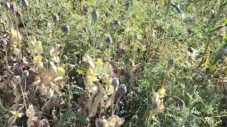 भुट्टे की फसल के बीच हो रही थी अफीम की खेती, दुर्ग पुलिस की छापेमार कार्रवाई, एक संदिग्ध हिरासत में